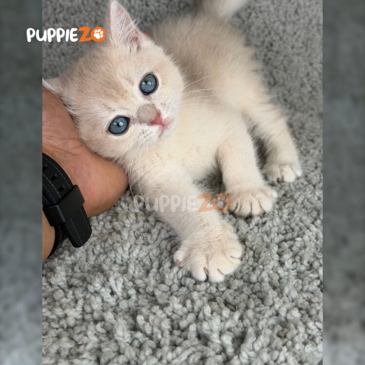 british-shorthair-cat-for-sale