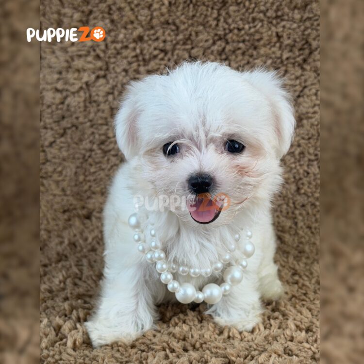 maltese-puppies-for-sale