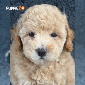 poodle-puppies-for-sale