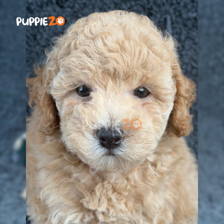 poodle-puppies-for-sale