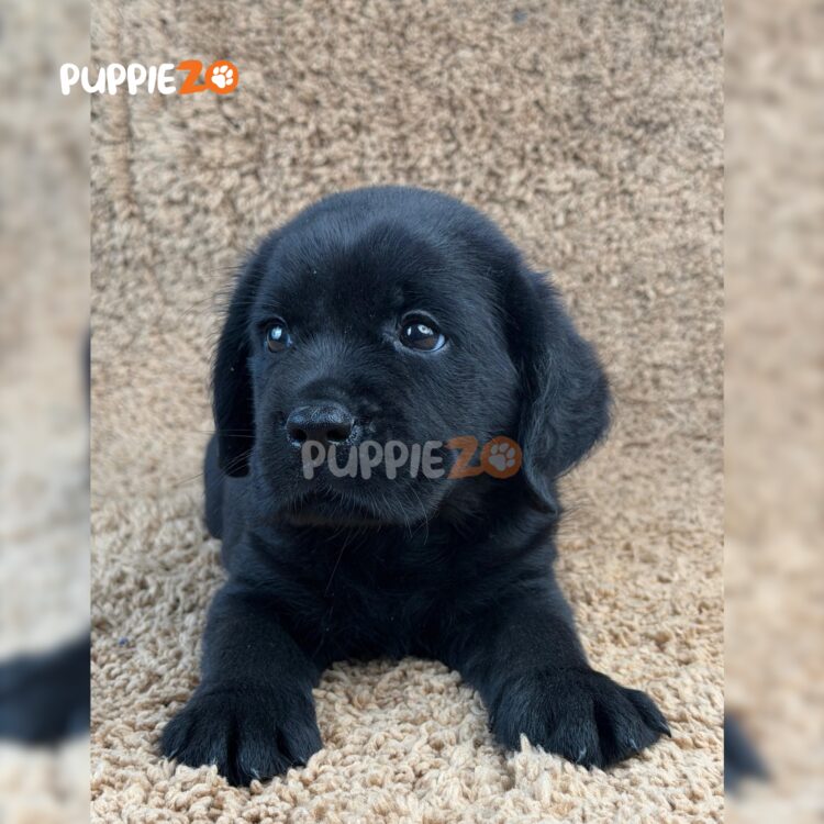 labrador-puppies-for-sale