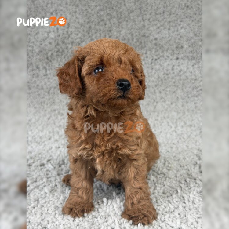 toy-poodle-puppies-for-sale