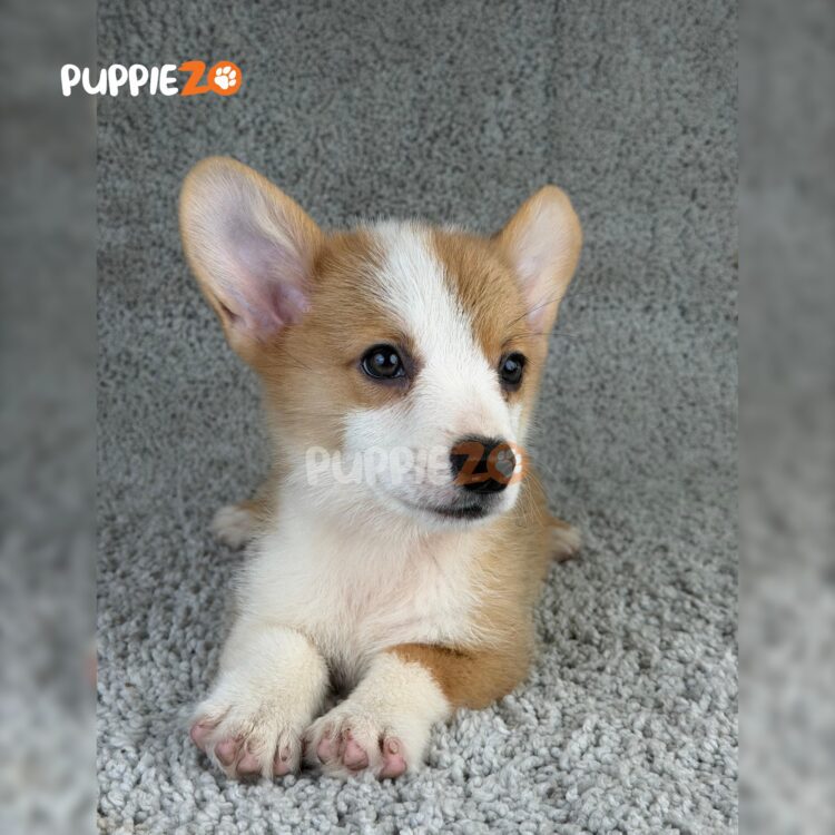 corgi-puppies-for-sale