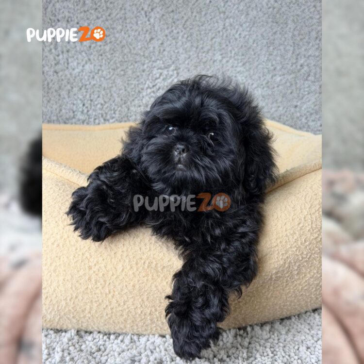 shih-tzu-puppies-for-sale