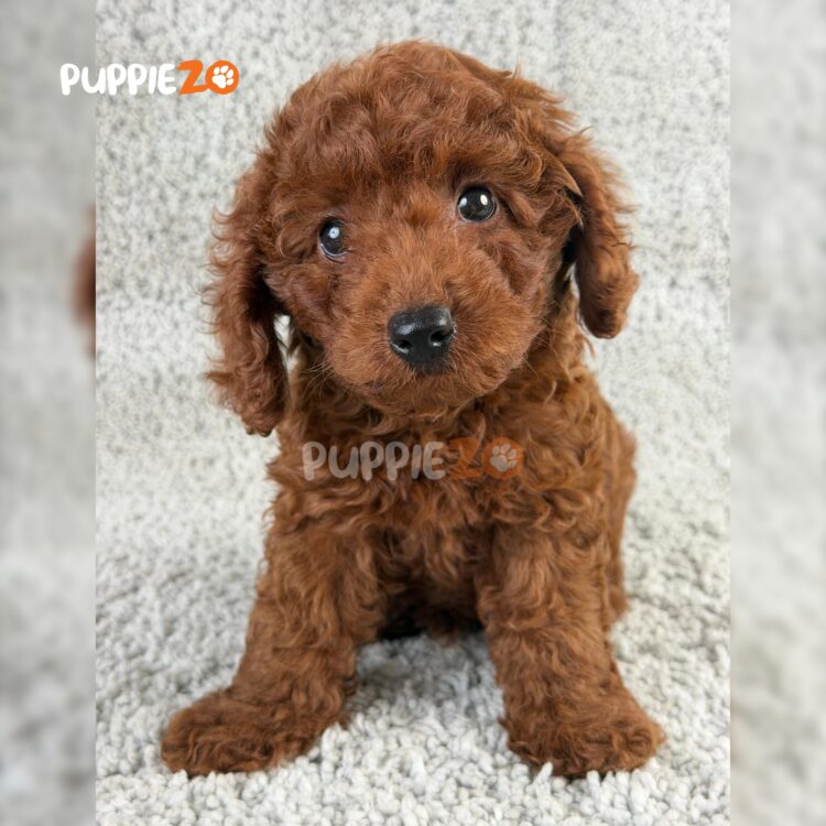 poodle-puppies-for-sale