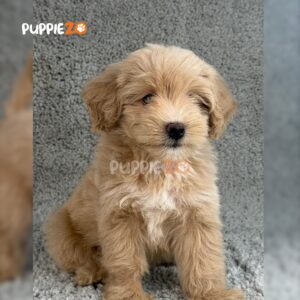 goldendoodle-puppies-for-sale
