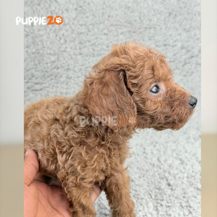 cavapoo-puppies-for-sale