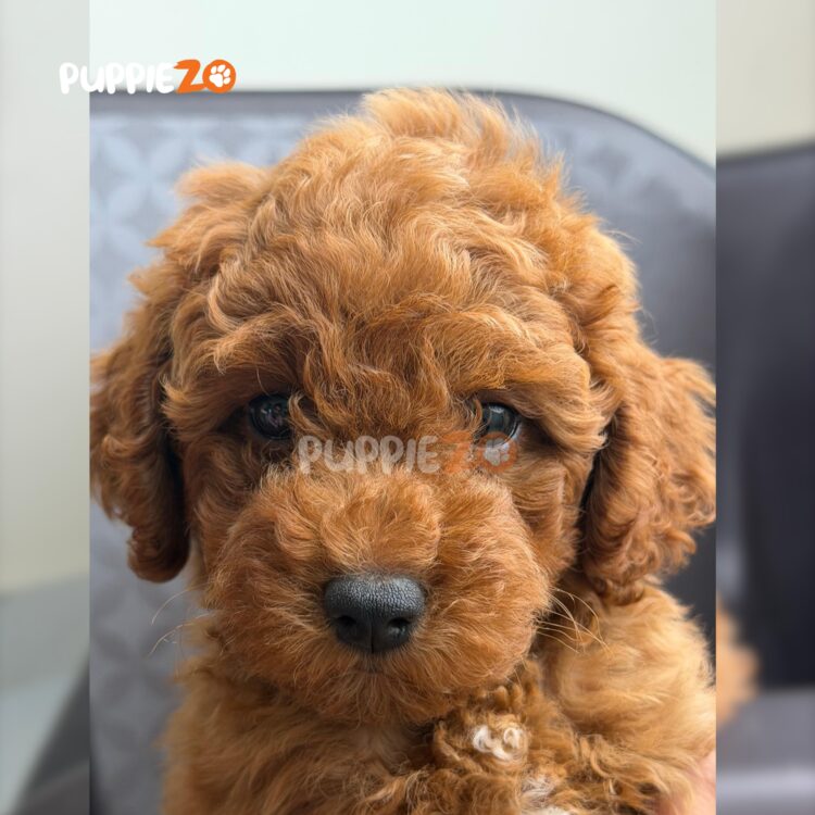 cavapoo-puppies-for-sale
