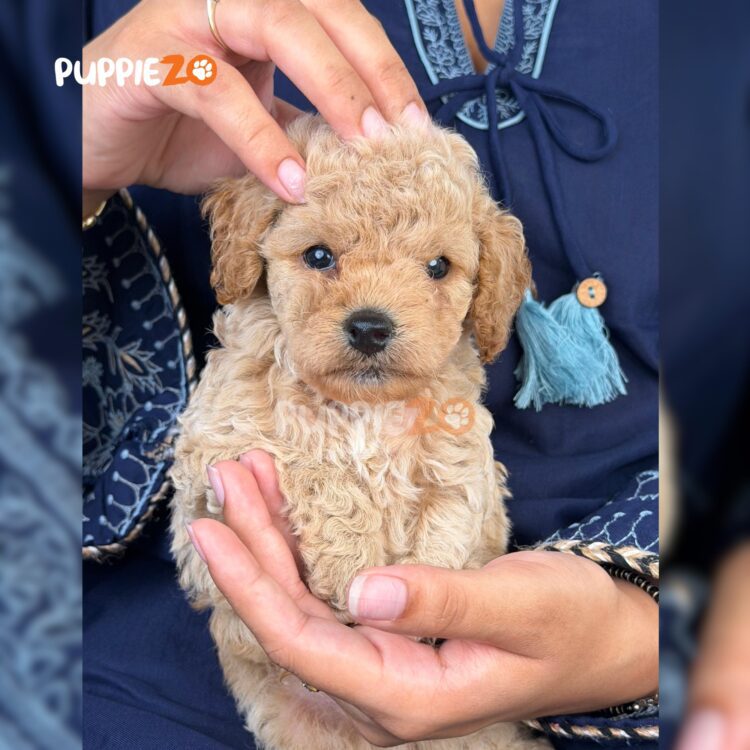 maltipoo-puppies-for-sale