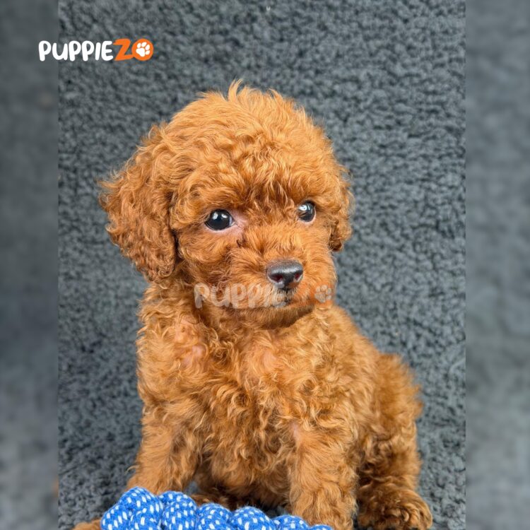 mini-poodle-puppies-for-sale