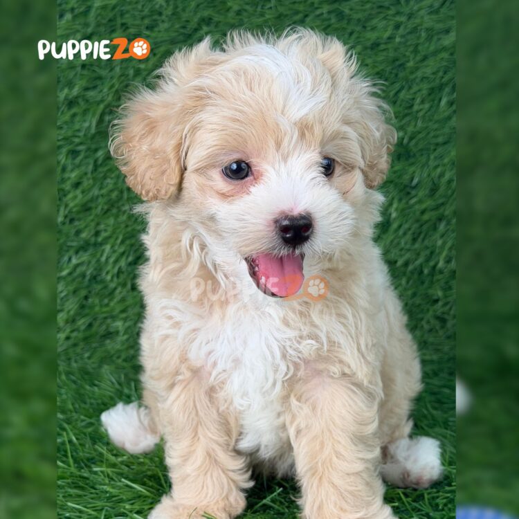maltipoo-puppies-for-sale