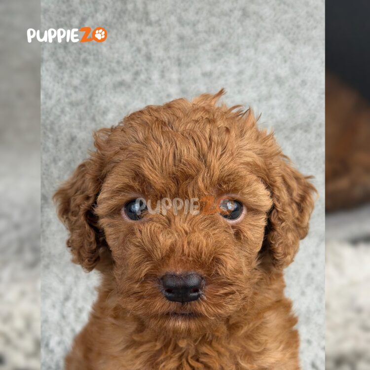 poodle-puppies-for-sale
