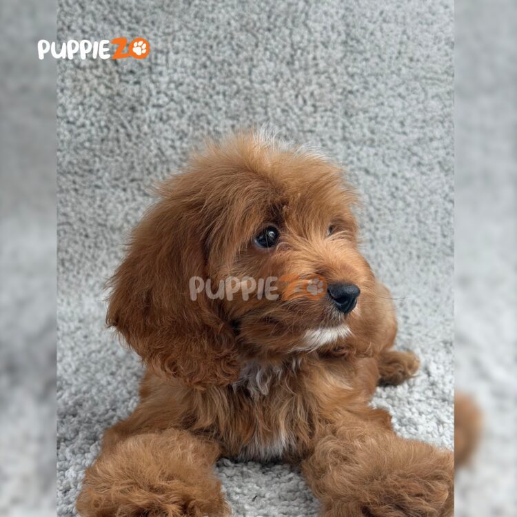 cavapoo-puppies-for-sale
