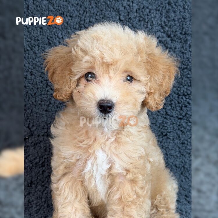 goldendoodle-puppies-for-sale