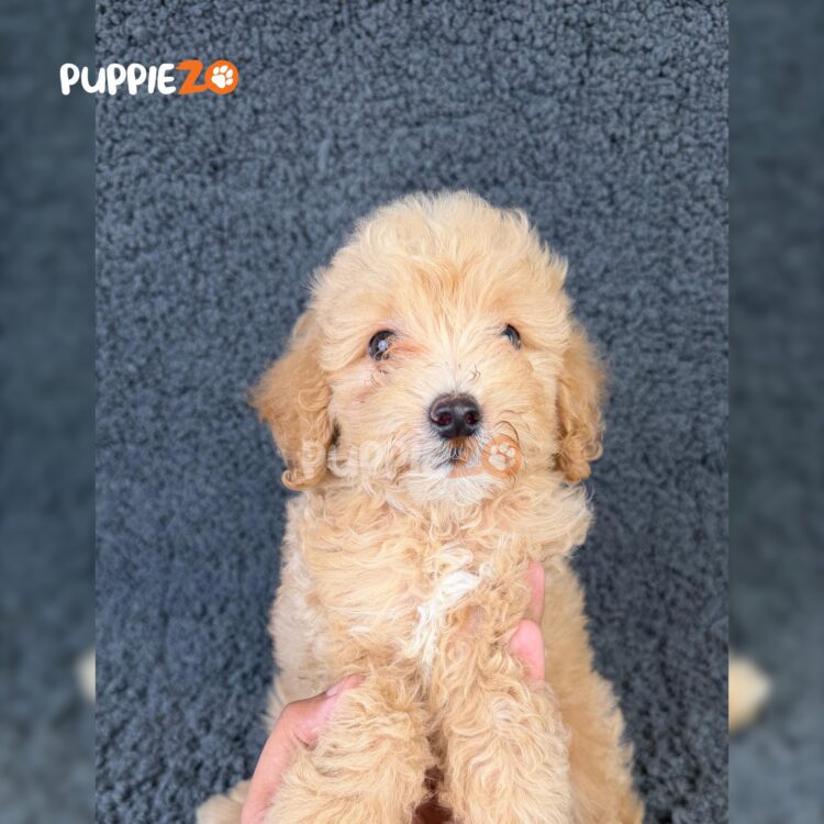 golden-doodle-puppies-for-sale