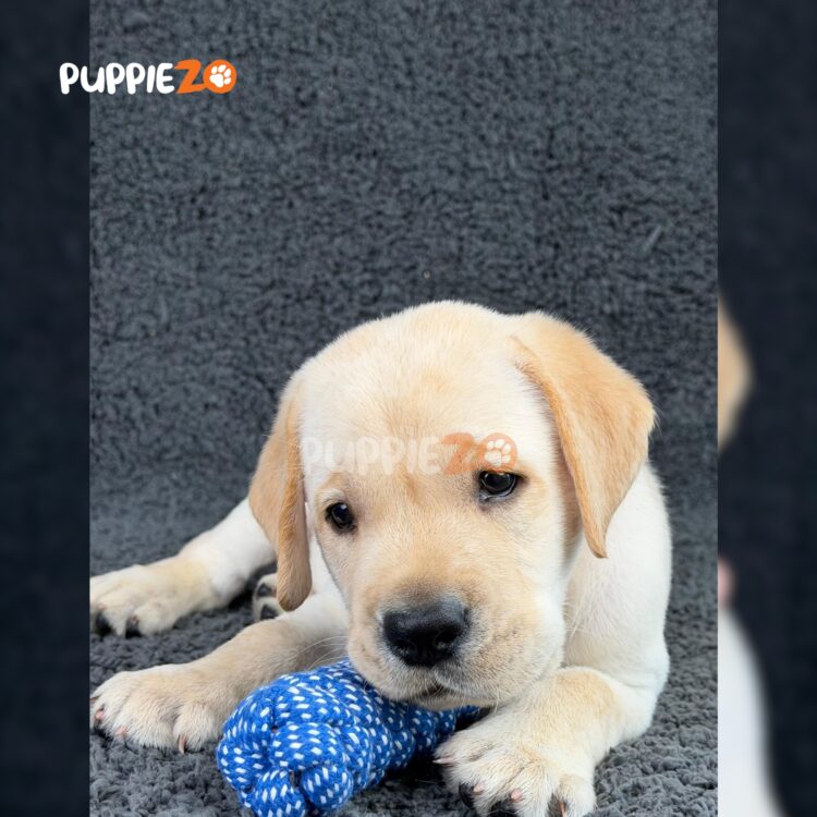 labrador-puppies-for-sale