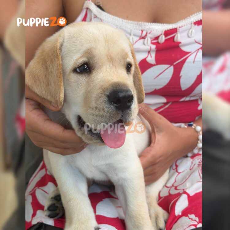 labrador-puppies-for-sale