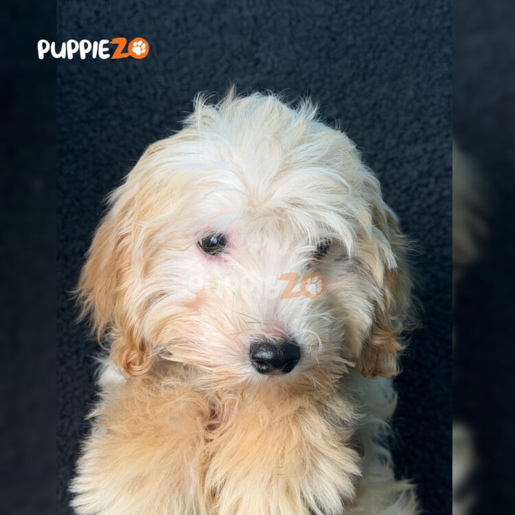 goldendoodle-puppies-for-sale