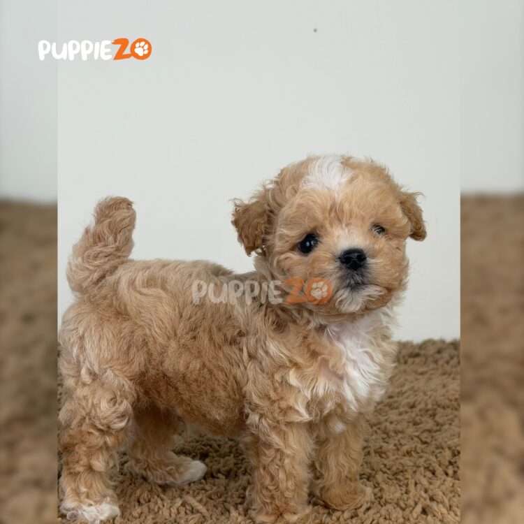 maltipoo-puppies-for-sale