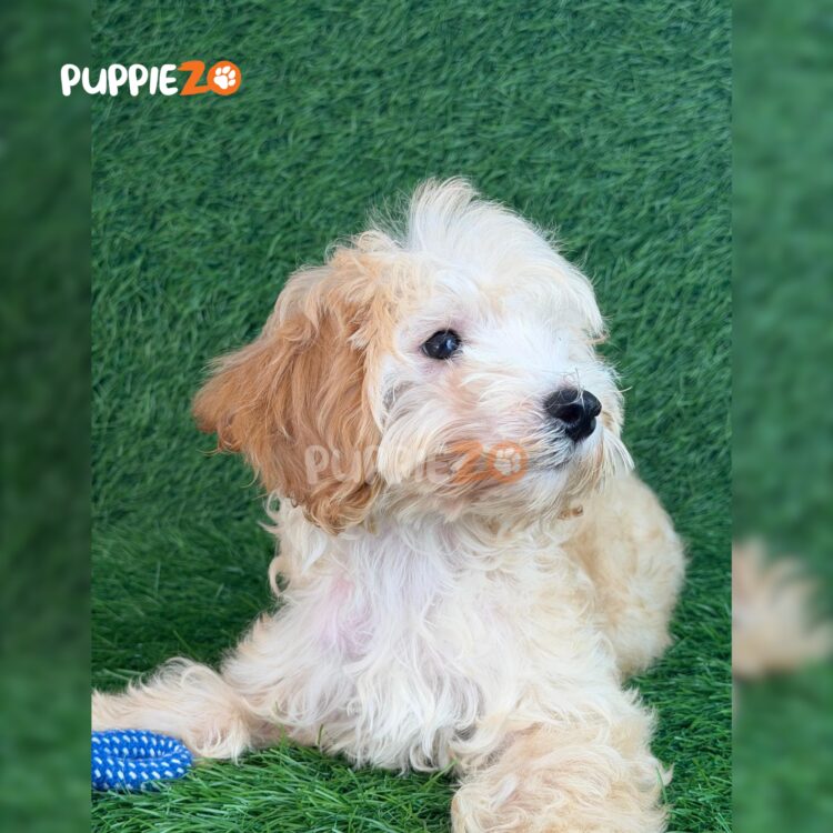 goldendoodle-puppies-for-sale