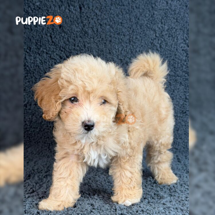 goldendoodle-puppies-for-sale