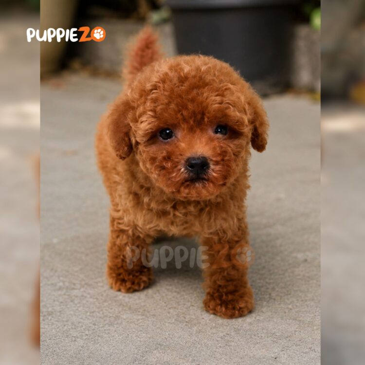 poodle-puppies-for-sale