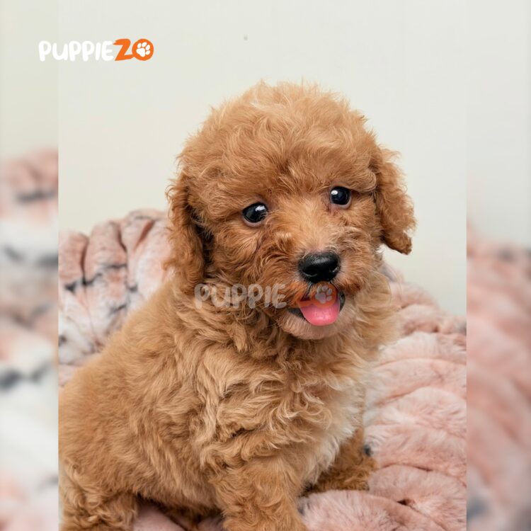poodle-puppies-for-sale