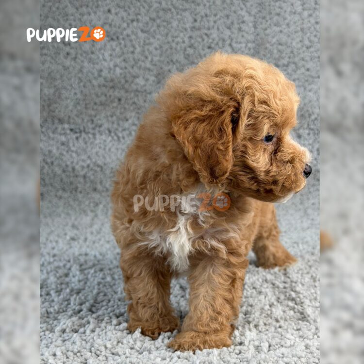 poodle-puppies-for-sale