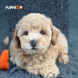poodle-puppies-for-sale