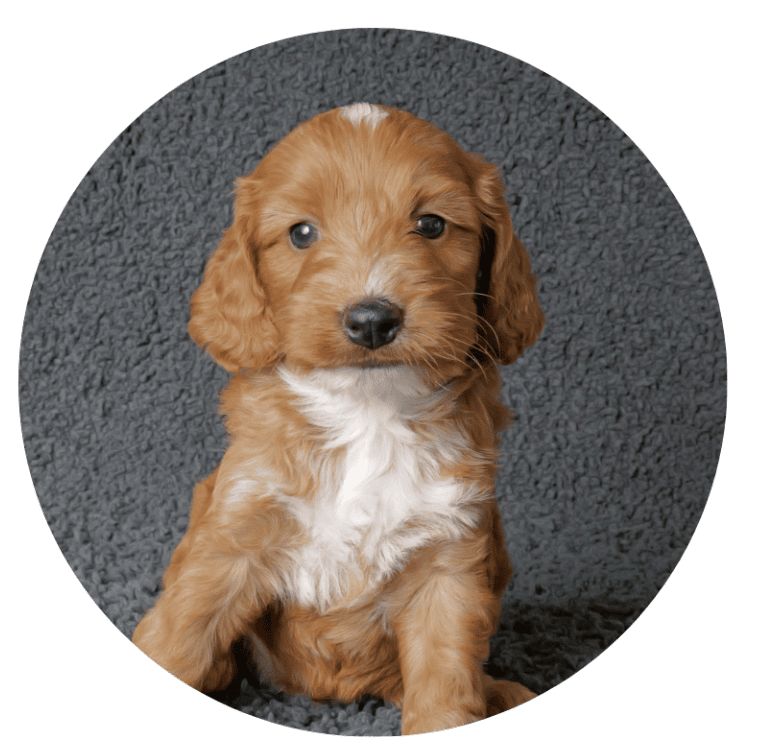 Allergy-Friendly Breed