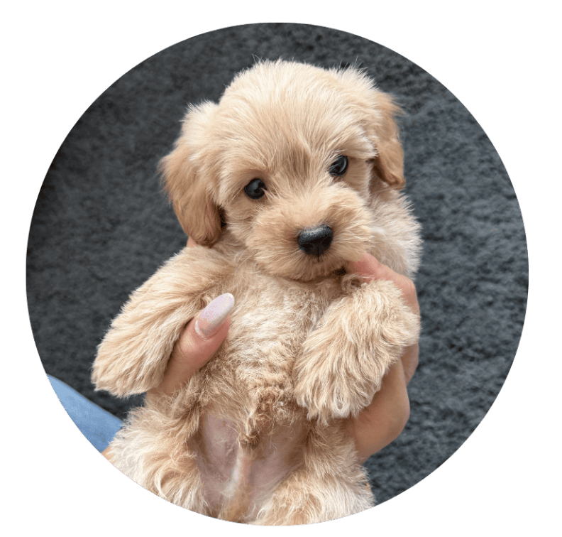 Best Apartment Breed
