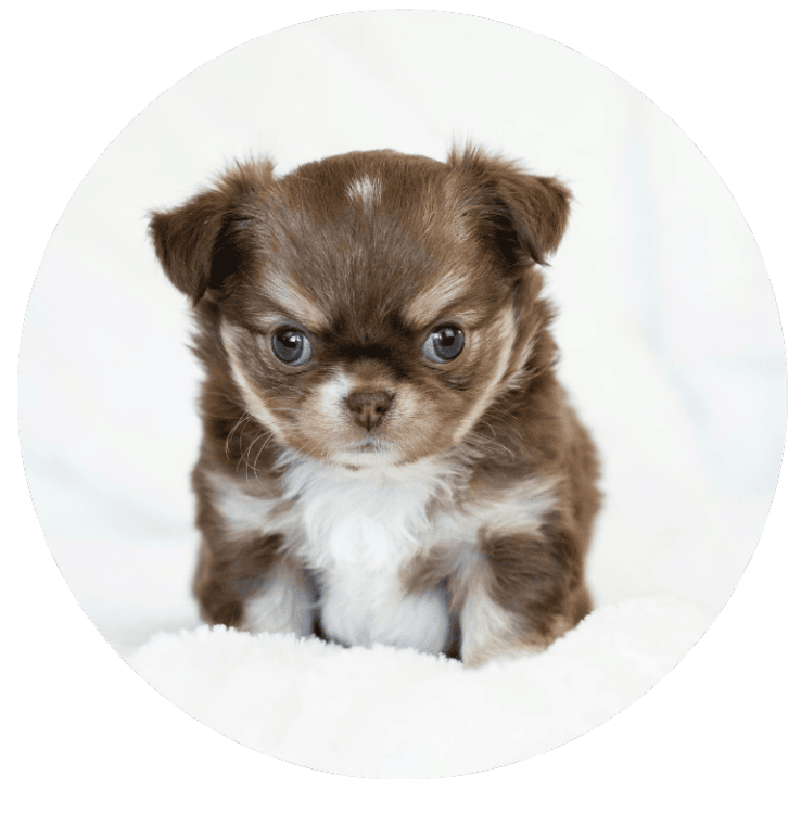 Teacup Breed