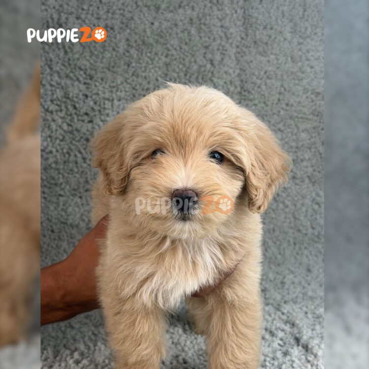 goldendoodle-puppies-for-sale