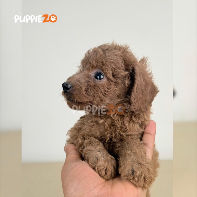 cavapoo-puppies-for-sale