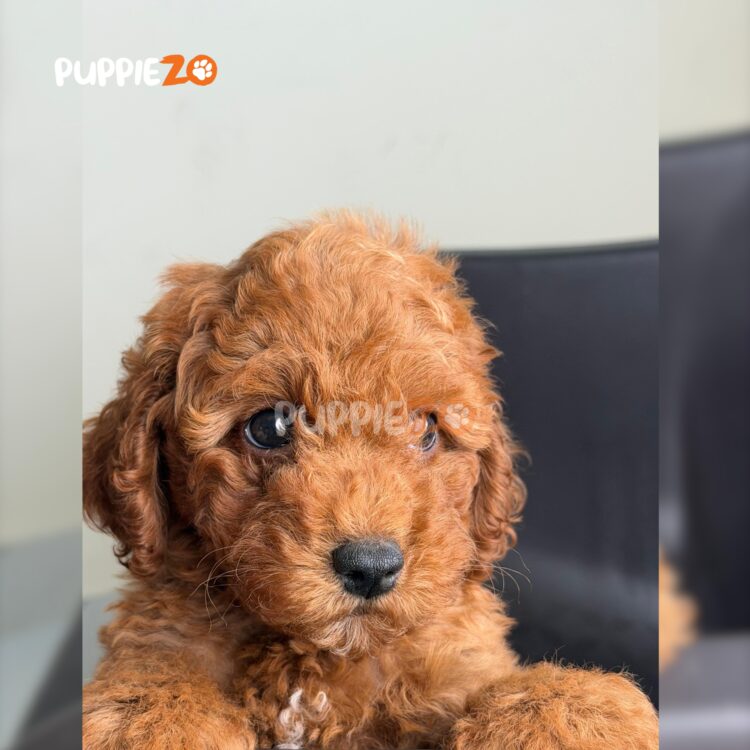 cavapoo-puppies-for-sale