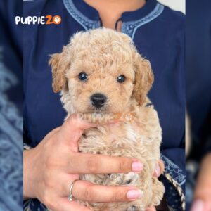 maltipoo-puppies-for-sale