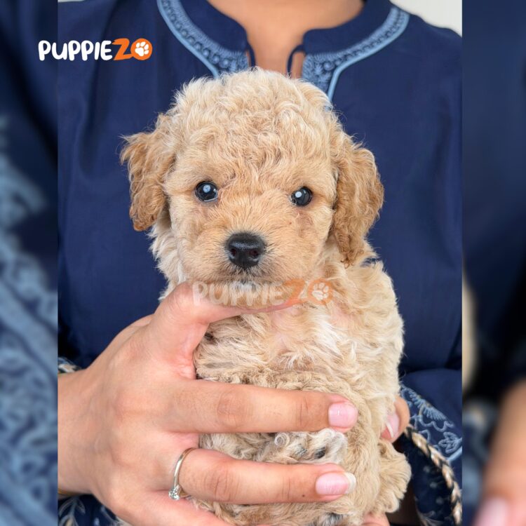 maltipoo-puppies-for-sale