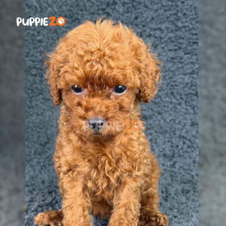 mini-poodle-puppies-for-sale