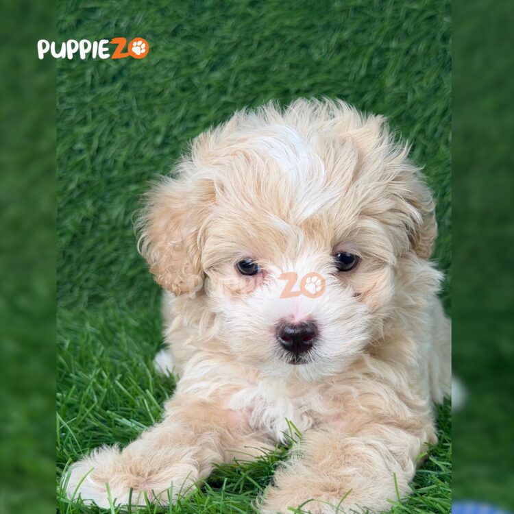 maltipoo-puppies-for-sale