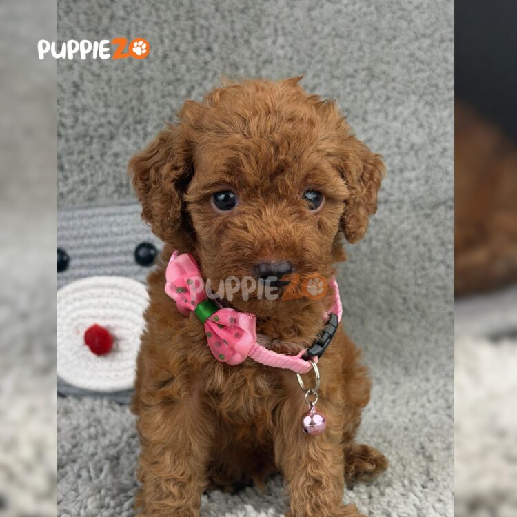poodle-puppies-for-sale