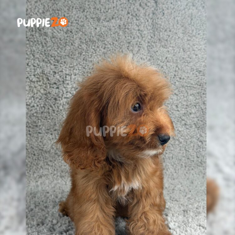 cavapoo-puppies-for-sale