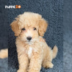goldendoodle-puppies-for-sale