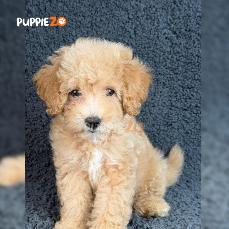 goldendoodle-puppies-for-sale
