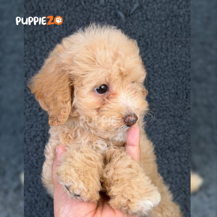 golden-doodle-puppies-for-sale