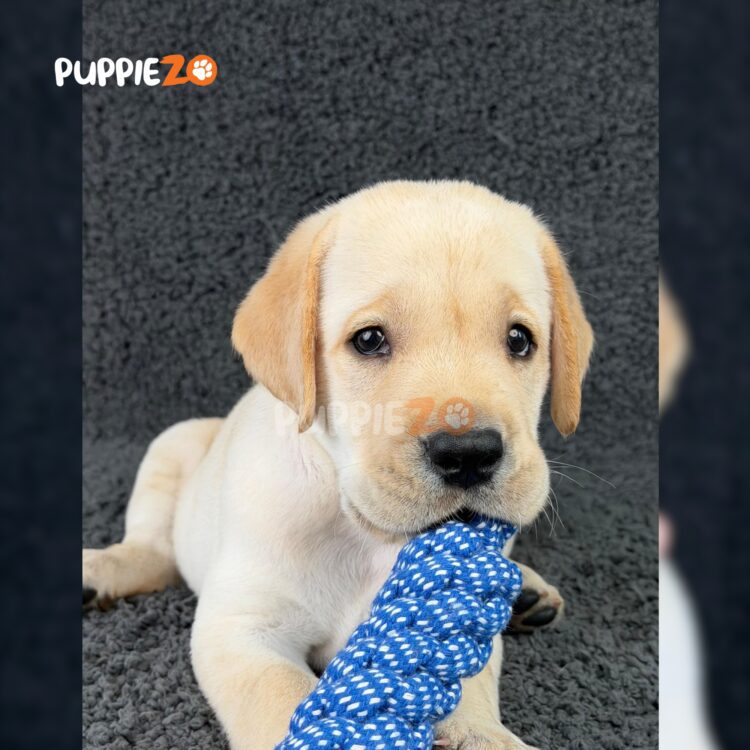 labrador-puppies-for-sale
