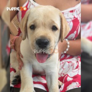 labrador-puppies-for-sale