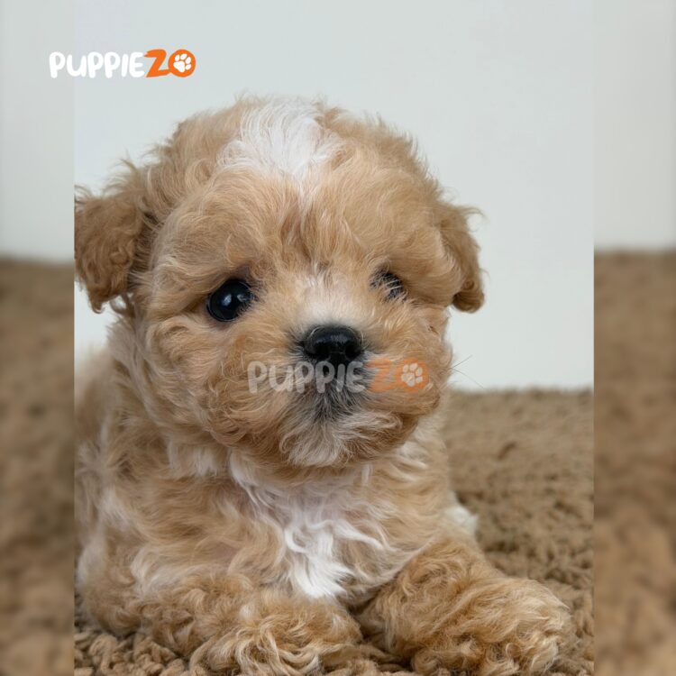maltipoo-puppies-for-sale