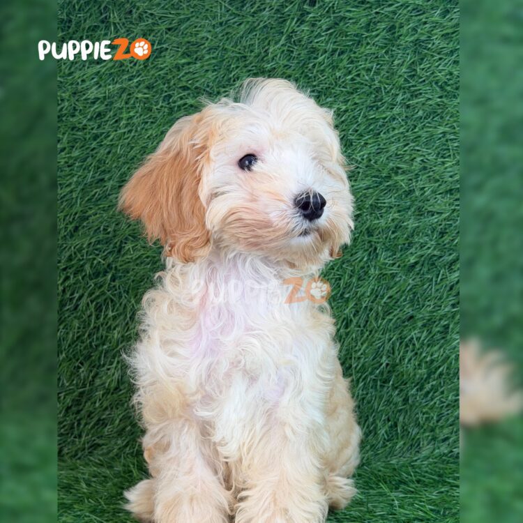 goldendoodle-puppies-for-sale