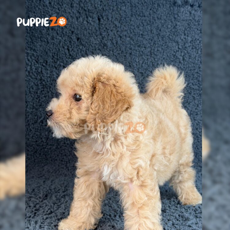 goldendoodle-puppies-for-sale