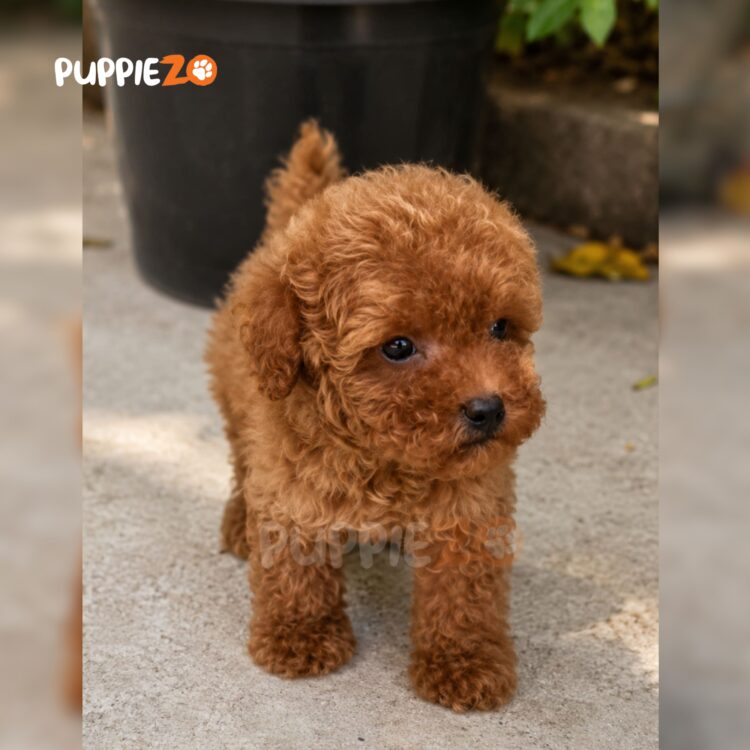 poodle-puppies-for-sale